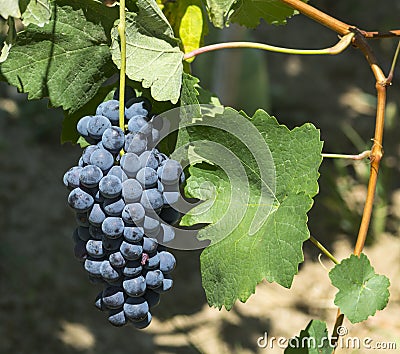 Vineyards in Oltrepo Pavese (Italy) Stock Photo