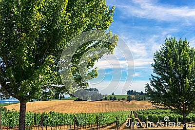 Vineyards in Oregon Stock Photo