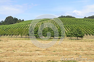 Vineyards in Oregon Wine Country Stock Photo