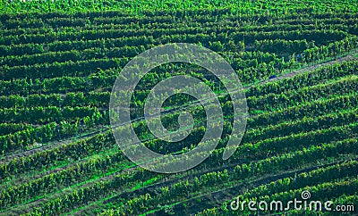 Vineyards for the production of Txakoli in the Talaia mountain, town of Zarautz, Basque Country Stock Photo