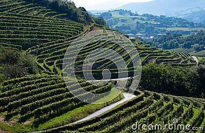 Vineyards for the production of Txakoli in the Talaia mountain, town of Zarautz, Basque Country Stock Photo