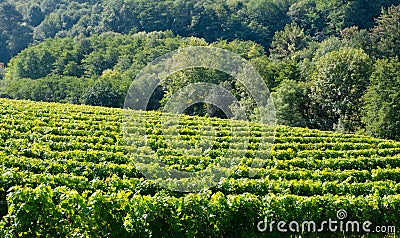 Vineyards for the production of Txakoli in the Talaia mountain, town of Zarautz, Basque Country Stock Photo