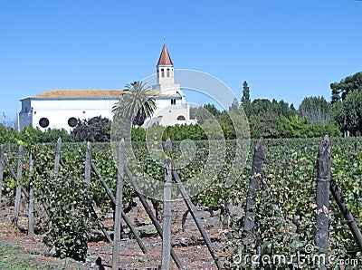 Vineyards in Puente Alto/Maipo valley, Chile Stock Photo