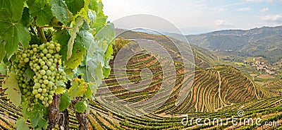 Vineyards with red wine grapes for Port wine production in winery near Douro valley and Duero river, Peso da Regua, Porto Portugal Editorial Stock Photo