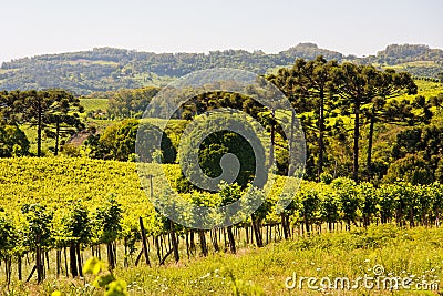 Vineyards in Rio Grande do Sul Stock Photo