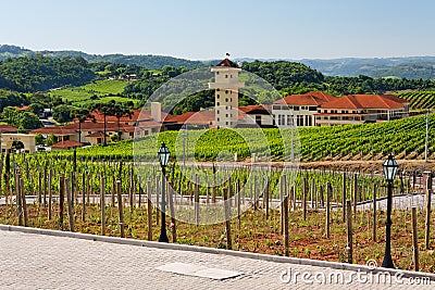 Vineyards in Rio Grande do Sul Stock Photo