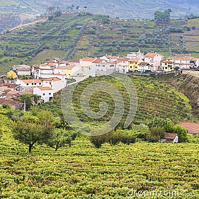 Vineyards in Portugal Stock Photo