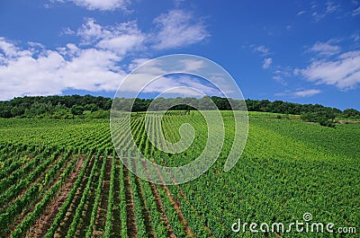 Vineyards in Ruedesheim am Rhine Stock Photo