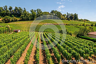 Vineyards of Saint Emilion, Bordeaux, Aquitaine, France, in a sunny summer day. Stock Photo