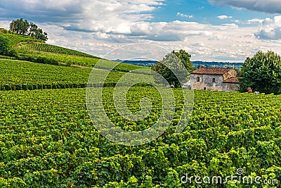 Vineyards of Saint Emilion, Bordeaux Wineyards in France Stock Photo