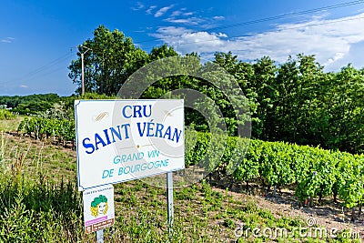 vineyards of Saint Veran, Burgundy, France Editorial Stock Photo