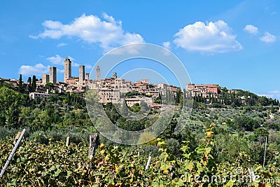 Vineyards in San Gimignano, Italy Stock Photo