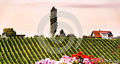 Vineyards in Slovenia close to the border with Austria south styria Stock Photo