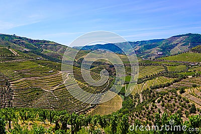 Vineyards Terraces, Douro Mountains Landscape, Oporto Wine Stock Photo