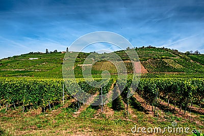 Vineyards to produce Alsace wine in the surroundings of Riquewhir, in Alsace, France Stock Photo