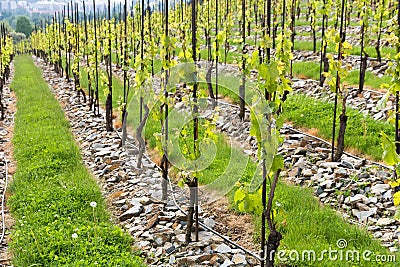 Vineyards in troja Stock Photo