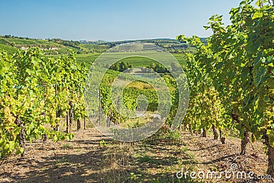 Vineyards in the valley of the Moselle at Stadtbredimus Stock Photo