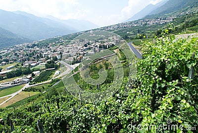 Vineyards of Valtellina Stock Photo