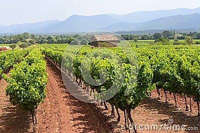 Vineyards in Var (Provence) Stock Photo