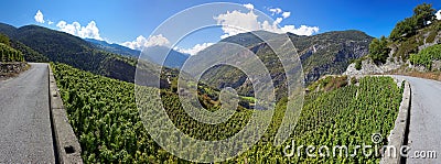 Vineyards in Visperterminen, Switzerland - highest vineyards in Europe Stock Photo