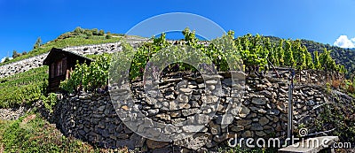 Vineyards in Visperterminen, Switzerland - highest vineyards in Europe Stock Photo