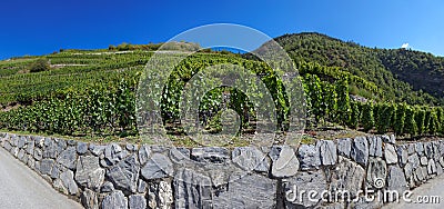 Vineyards in Visperterminen, Switzerland - highest vineyards in Europe Stock Photo