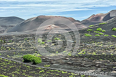 vineyards in volcanic fields in lanzarote spain Stock Photo