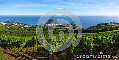 Vineyards and wine production with the Cantabrian sea in the background Stock Photo