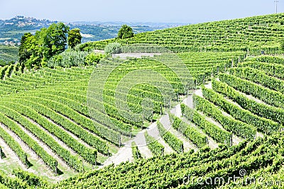 Vineyars, Piedmont, Italy Stock Photo