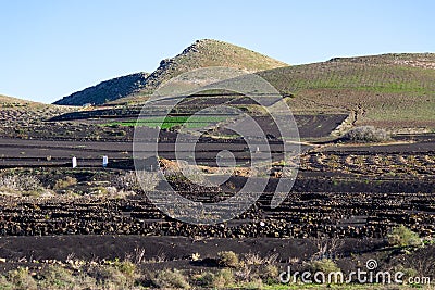 Viniculture in region La Geria on canary island Lanzarote: Vine planted in round cones in the volcanic ash Stock Photo