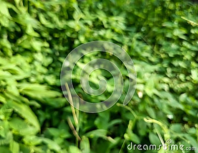 Vining green foliage bush in photo during sunny day. Stock Photo