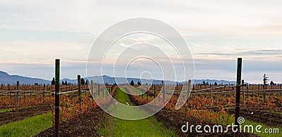 Vinery yards in autumn season. Vineyard in British Columbia Stock Photo