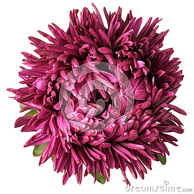 Vinous aster isolated Stock Photo