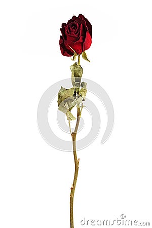 Vinous dried rose Stock Photo