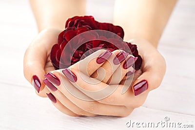 Vinous manicure with rose flowers. spa Stock Photo