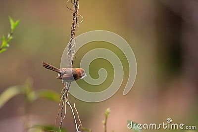 Vinous-throated Parrotbill Stock Photo