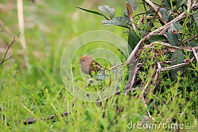 Vinous-throated Parrotbill Stock Photo