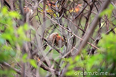 Vinous-throated Parrotbill Stock Photo