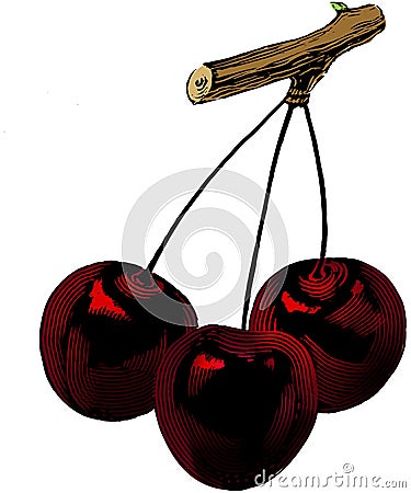 Vintage 1950s Cherries Vector Illustration