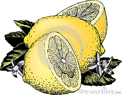 Vintage 1950s Lemons Vector Illustration