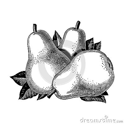 Vintage 1950s Pears Vector Illustration