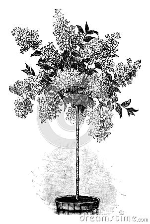 Vintage Antique Line Art Illustration, Drawing or Engraving of Flowering or Blooming Hydrangea or Hortensia Tree in Vector Illustration