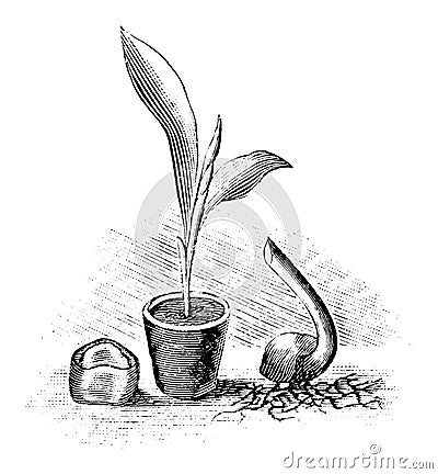 Vintage Antique Line Art Illustration, Drawing or Engraving of Seed, Seedling and Sprouting Seed of Banana Tree Plant Vector Illustration