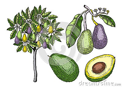 Vintage avocado illustrations set. Whole avocado fruit, cut half piece with core. Exotic tree drawing in color. Decorative branch Cartoon Illustration