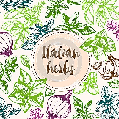 Vintage background with Italian herbs Vector Illustration