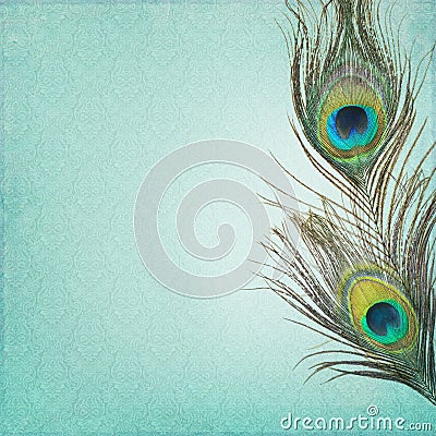 Vintage background with peacock feathers Stock Photo