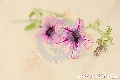 Vintage background with surfinia flowers Stock Photo