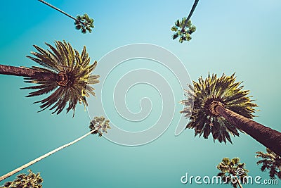 Vintage Beverly Hills Los Angeles Palm Trees Stock Photo