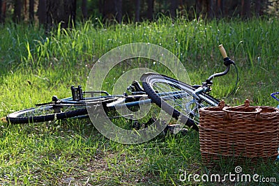 Vintage bicycle on the background of green coniferousforest Stock Photo