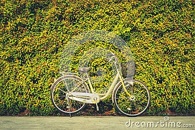 The vintage bicycle on colorful leaves wall background. Classic bike is friendly of environmental Stock Photo